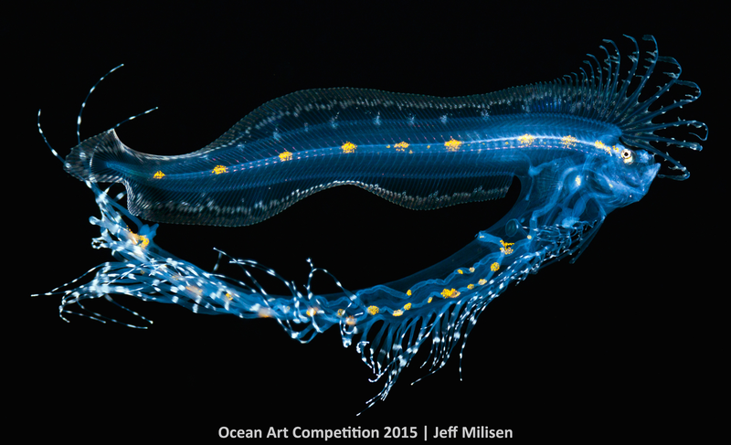 Illustration for article titled These Photos Show the Alien Beauty of Life Underwater